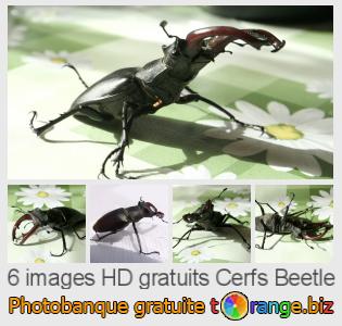 Banque d'images tOrange offre des photos libres de la section:  cerfs-beetle