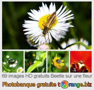 Banque d'images tOrange offre des photos libres de la section:  beetle-sur-une-fleur