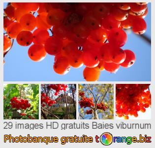 Banque d'images tOrange offre des photos libres de la section:  baies-viburnum