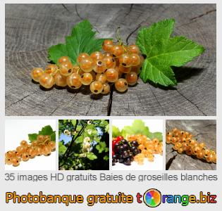 Banque d'images tOrange offre des photos libres de la section:  baies-de-groseilles-blanches