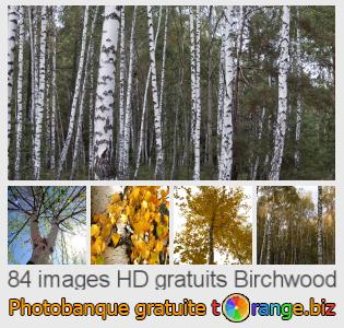 Banque d'images tOrange offre des photos libres de la section:  birchwood