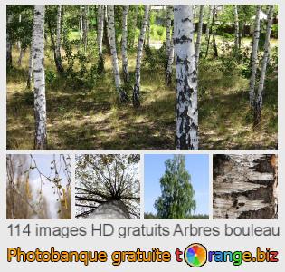 Banque d'images tOrange offre des photos libres de la section:  arbres-bouleau
