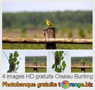 Banque d'images tOrange offre des photos libres de la section:  oiseau-bunting