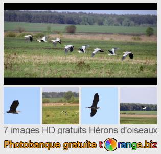 Banque d'images tOrange offre des photos libres de la section:  hérons-doiseaux