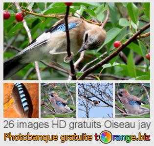 Banque d'images tOrange offre des photos libres de la section:  oiseau-jay