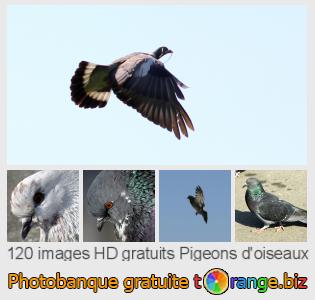 Banque d'images tOrange offre des photos libres de la section:  pigeons-doiseaux