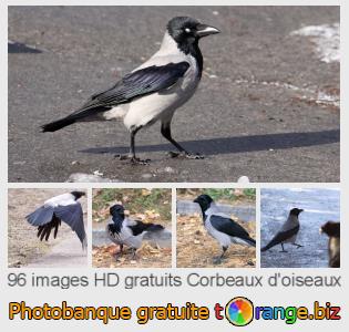 Banque d'images tOrange offre des photos libres de la section:  corbeaux-doiseaux