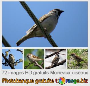 Banque d'images tOrange offre des photos libres de la section:  moineaux-oiseaux