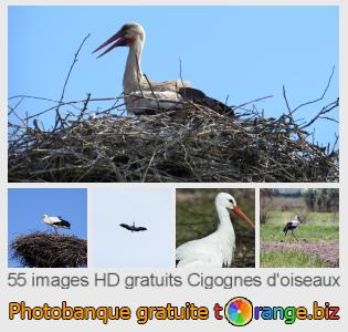 Banque d'images tOrange offre des photos libres de la section:  cigognes-doiseaux