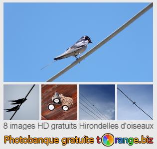 Banque d'images tOrange offre des photos libres de la section:  hirondelles-doiseaux