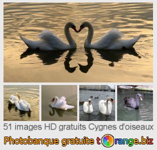 Banque d'images tOrange offre des photos libres de la section:  cygnes-doiseaux