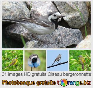 Banque d'images tOrange offre des photos libres de la section:  oiseau-bergeronnette