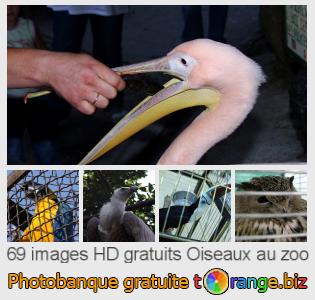 Banque d'images tOrange offre des photos libres de la section:  oiseaux-au-zoo