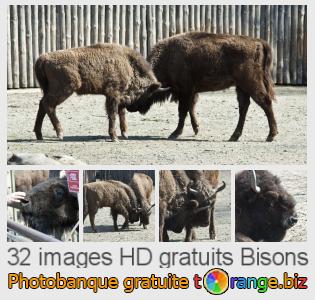 Banque d'images tOrange offre des photos libres de la section:  bisons
