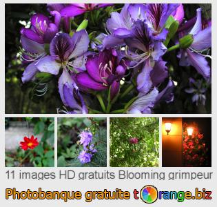 Banque d'images tOrange offre des photos libres de la section:  blooming-grimpeur