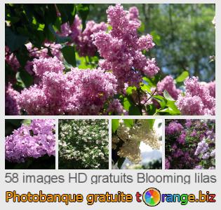 Banque d'images tOrange offre des photos libres de la section:  blooming-lilas