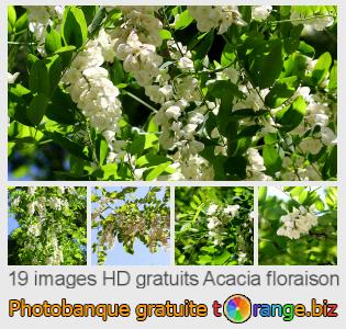 Banque d'images tOrange offre des photos libres de la section:  acacia-floraison