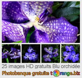 Banque d'images tOrange offre des photos libres de la section:  blu-orchidée