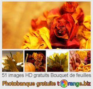 Banque d'images tOrange offre des photos libres de la section:  bouquet-de-feuilles