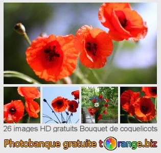 Banque d'images tOrange offre des photos libres de la section:  bouquet-de-coquelicots