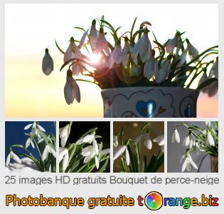 Banque d'images tOrange offre des photos libres de la section:  bouquet-de-perce-neige