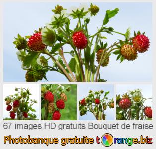 Banque d'images tOrange offre des photos libres de la section:  bouquet-de-fraise
