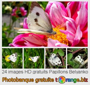 Banque d'images tOrange offre des photos libres de la section:  papillons-belyanko
