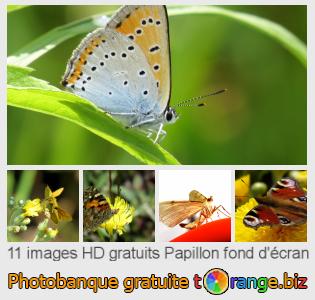 Banque d'images tOrange offre des photos libres de la section:  papillon-fond-décran