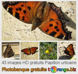 Banque d'images tOrange offre des photos libres de la section:  papillon-urticaire