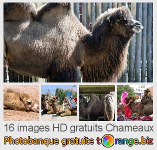 Banque d'images tOrange offre des photos libres de la section:  chameaux