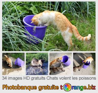 Banque d'images tOrange offre des photos libres de la section:  chats-volent-les-poissons