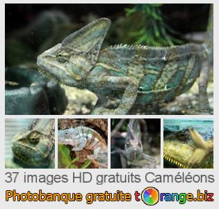 Banque d'images tOrange offre des photos libres de la section:  caméléons