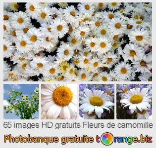 Banque d'images tOrange offre des photos libres de la section:  fleurs-de-camomille