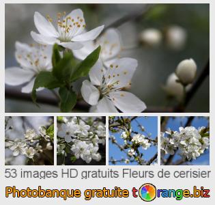Banque d'images tOrange offre des photos libres de la section:  fleurs-de-cerisier