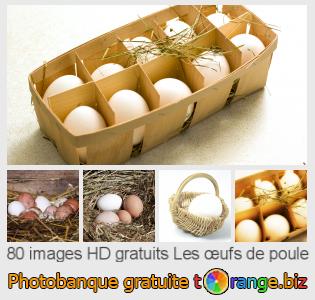 Banque d'images tOrange offre des photos libres de la section:  les-œufs-de-poule