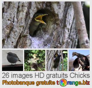 Banque d'images tOrange offre des photos libres de la section:  chicks