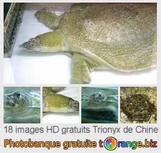 Banque d'images tOrange offre des photos libres de la section:  trionyx-de-chine