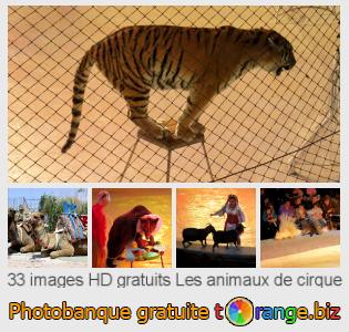 Banque d'images tOrange offre des photos libres de la section:  les-animaux-de-cirque