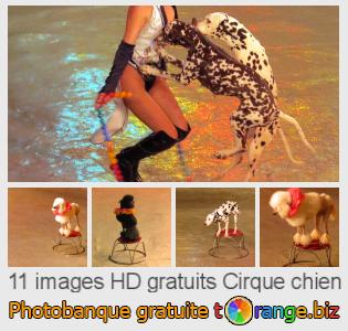 Banque d'images tOrange offre des photos libres de la section:  cirque-chien
