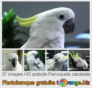Banque d'images tOrange offre des photos libres de la section:  perroquets-cacatoès