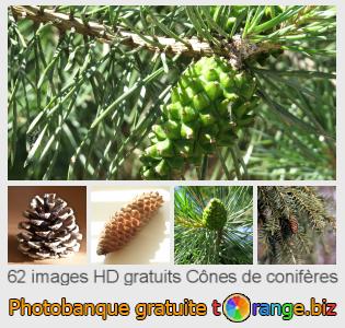 Banque d'images tOrange offre des photos libres de la section:  cônes-de-conifères