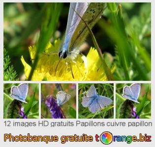 Banque d'images tOrange offre des photos libres de la section:  papillons-cuivre-papillon