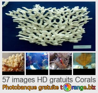 Banque d'images tOrange offre des photos libres de la section:  coraux