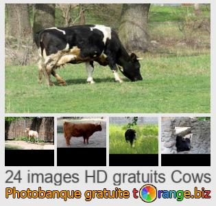 Banque d'images tOrange offre des photos libres de la section:  vaches