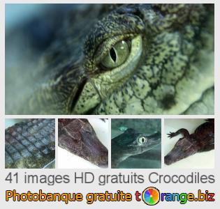Banque d'images tOrange offre des photos libres de la section:  crocodiles