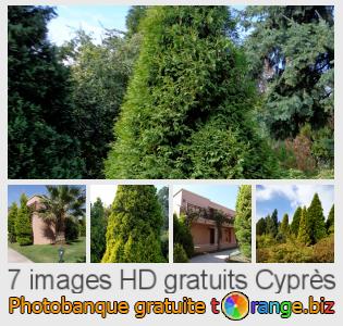 Banque d'images tOrange offre des photos libres de la section:  cyprès
