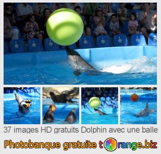 Banque d'images tOrange offre des photos libres de la section:  dolphin-avec-une-balle