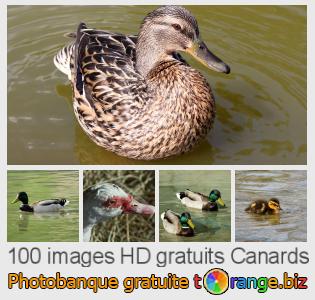 Banque d'images tOrange offre des photos libres de la section:  canards