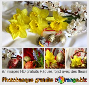 Banque d'images tOrange offre des photos libres de la section:  pâques-fond-avec-des-fleurs