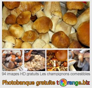 Banque d'images tOrange offre des photos libres de la section:  les-champignons-comestibles